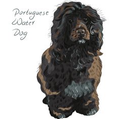vector Portuguese Water Dog