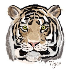 Beautiful vector background with hand drawn watercolor tiger