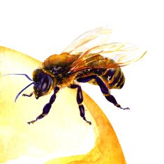 honey bee isolated on white N2