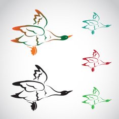 Vector image of an flying wild duck