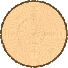tree ring circle