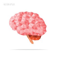 Brain faceted