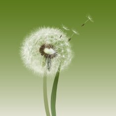 Dandelion seed head blow ball