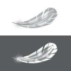 Grey and white feathers vector illustration