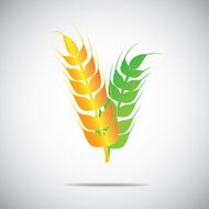Wheat Barley or Rye vector