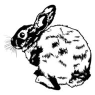 wild rabbit N2