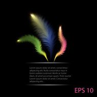 Decorative Feather vector set N2