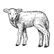 lamb hands drawing N2