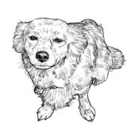 Mix breeding pomeranian and shihtzu