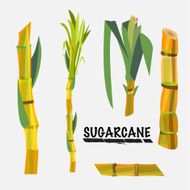 sugarcane - vector illustration