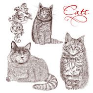 Collection of vector detailed hand drawn cats