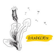 Dandelion N57