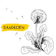 Dandelion N58
