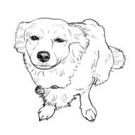 Mix breeding pomeranian and shihtzu N2