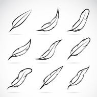 Vector group of feather N5