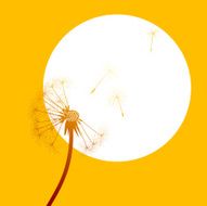 Dandelion N60