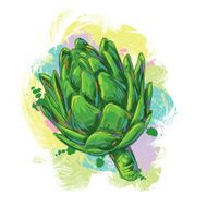 Fresh Artichoke