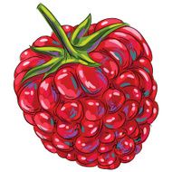 Fresh Raspberry Isolated on White