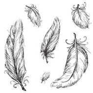 set of vector feathers