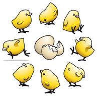 Cute Little Chicks