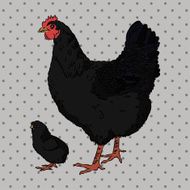 Realistic black chicken and baby chick side view