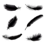 Set of feathers N6