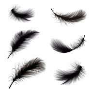 Black and white feather pens vector illustration