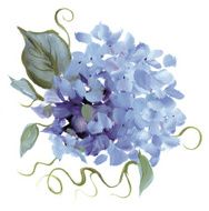 Hand-painted Hydrangea - RASTER illustration