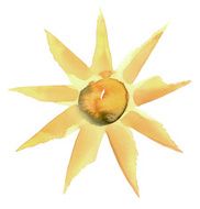 sunny flower illustration