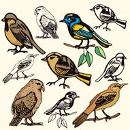 Bird Illustrations XV Sparrows II (Vector)