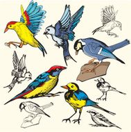 Bird Illustrations III Sparrows I (Vector)