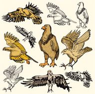 Bird Illustrations XII Eagles (Vector)
