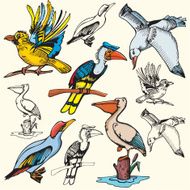 Bird Illustrations XI Sea Birds (Vector)