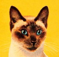siamese cat N4