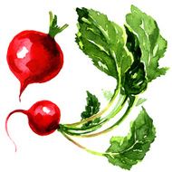 tasty red garden radish