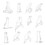 Meerkat set
