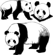 Drawings of Giant Panda