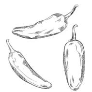 Detailed Drawings of Jalapeno