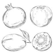 Detailed Drawings of Fruits