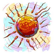 Sperm and ovum