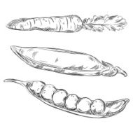 Detailed Drawings of Vegetables N4