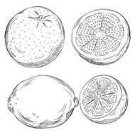 Detailed Drawings of Fruits N4