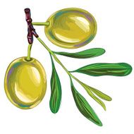 Fresh Olives isolated on White N2
