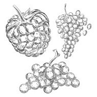 Detailed Drawings of Fruits N5
