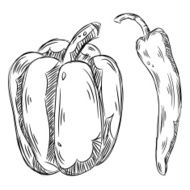 Detailed Drawings of Bell pepper and Chili