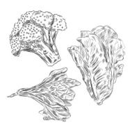 Detailed Drawings of Vegetables N5