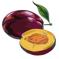 Fresh Plum Isolated on White