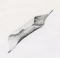 Leaf Sketch