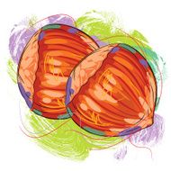 Fresh Hazelnuts
