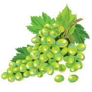 Tasty Green Grapes isolated on white